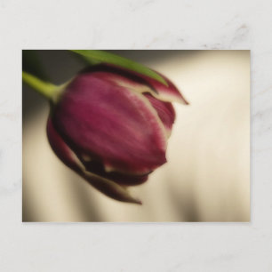Tulip (Postkarte) Postkarte
