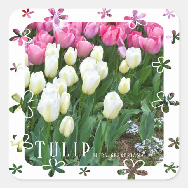 Tulip Quadratischer Aufkleber (Vorderseite)