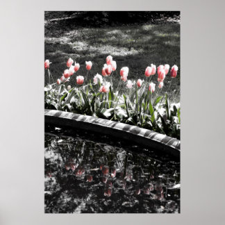 Tulip Reflections Poster