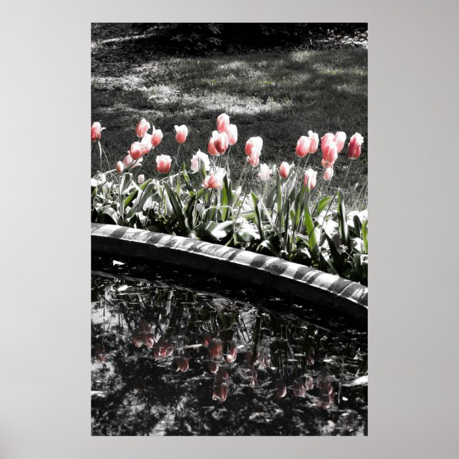 Tulip Reflections Poster (Vorne)