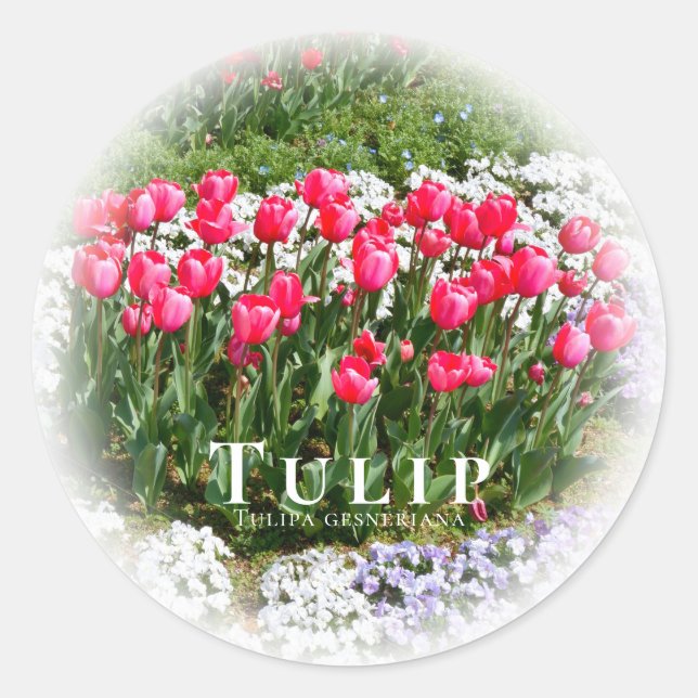 Tulip Runder Aufkleber (Vorderseite)