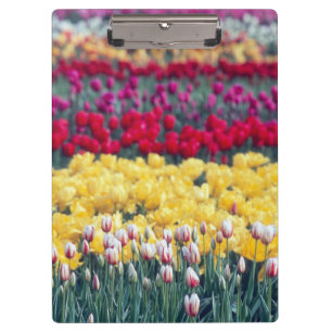 Tulip-Schau-Garten im Skagit-Tal, Klemmbrett
