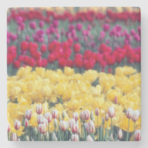 Tulip-Schau-Garten im Skagit-Tal, Steinuntersetzer