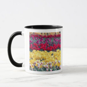 Tulip-Schau-Garten im Skagit-Tal, Tasse