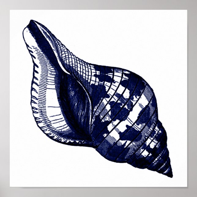 Tulip Seashell in Blue Poster (Vorne)