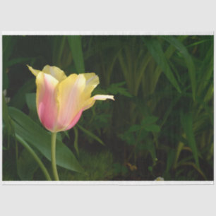 Tulip Seidenpapier