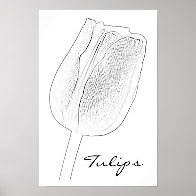 Tulip Sketch Poster (Vorne)