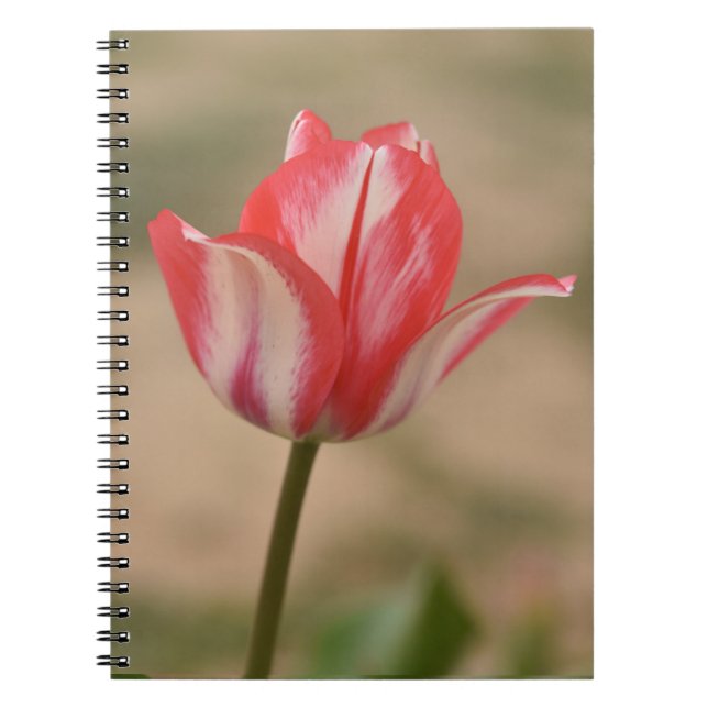 Tulip Spiral Notebook/Journal Notizblock (Vorderseite)