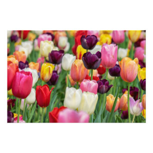 Tulip Spring Flowers Garden Floral Yellow Pink Red Fotodruck