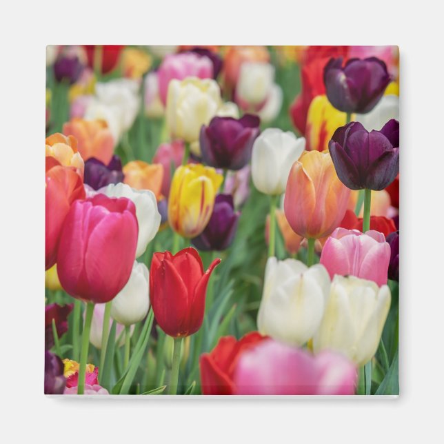 Tulip Spring Flowers Garden Floral Yellow Pink Red Magnet (Vorne)