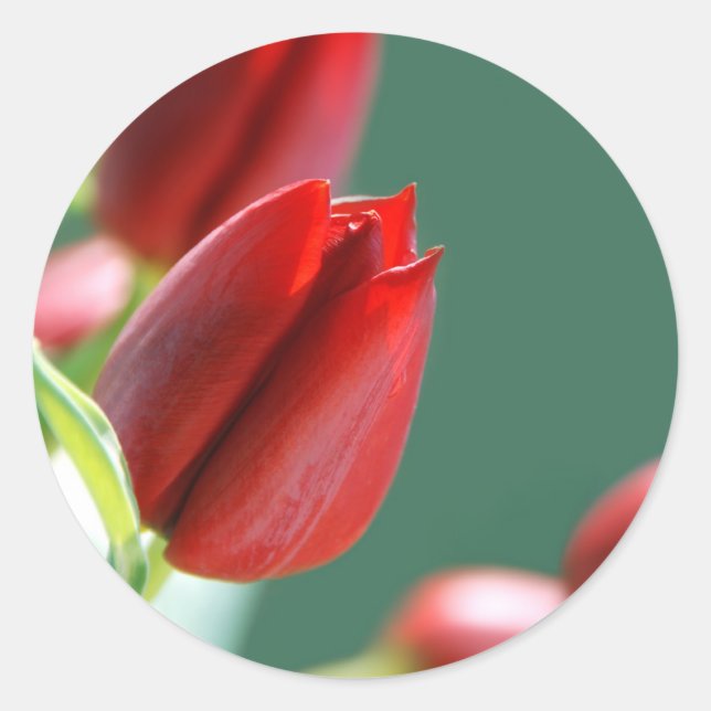 Tulip Sticker (Vorderseite)