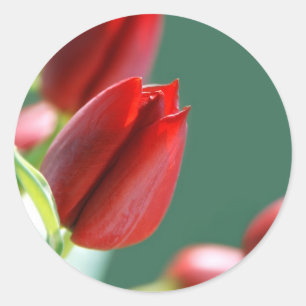 Tulip Sticker