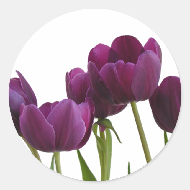 Tulip Sticker (Vorderseite)