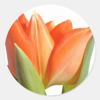 Tulip Stickers