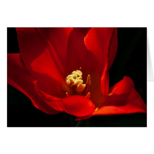 Tulip Synaeda Orange (Vorderseite (Horizontal))