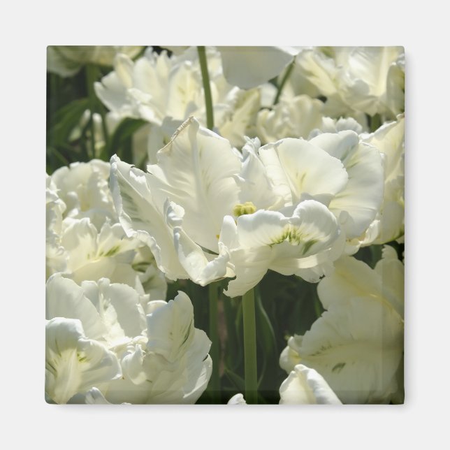 Tulip the white magnet (Vorne)