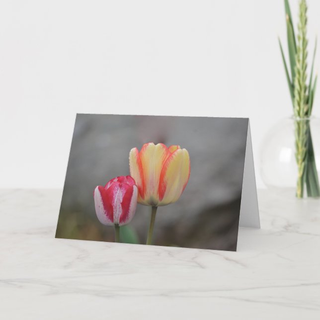 Tulip Time Note Card Karte (Vorderseite)
