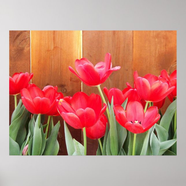 Tulip Time Poster (Vorne)