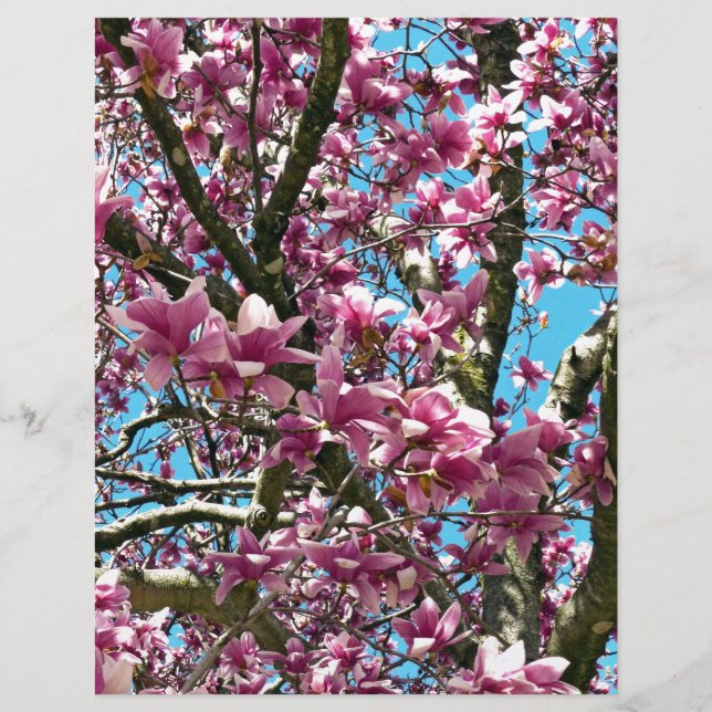 Tulip Tree (Vorderseite)