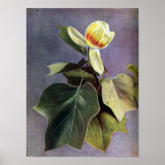 Tulip Tree Blume Poster