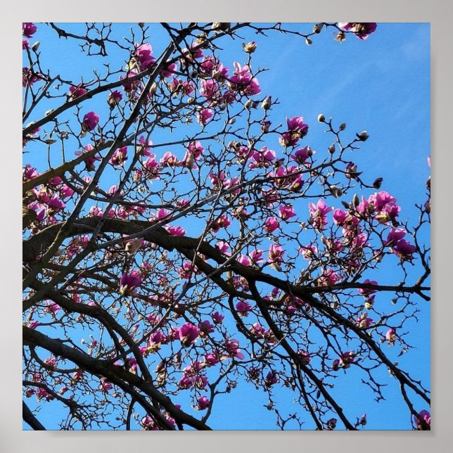 Tulip Tree in Bloom Poster (Vorne)