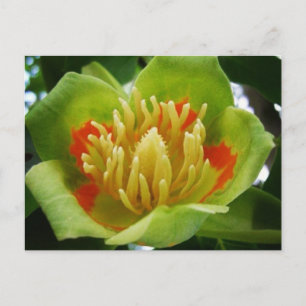 Tulip tree postcard (Liriodendade Tulipifera) Postkarte