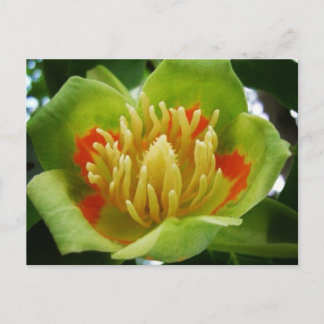 Tulip tree postcard (Liriodendade Tulipifera) Postkarte