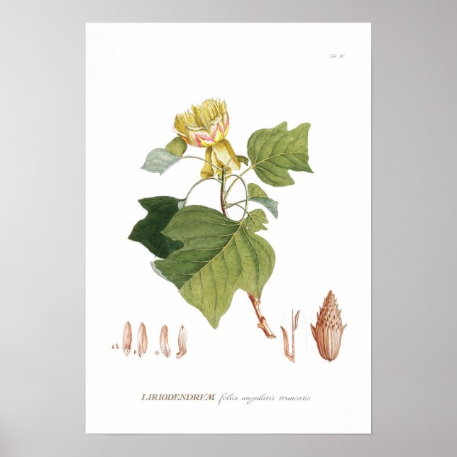 Tulip Tree Poster (Vorne)