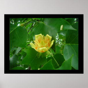 Tulip Tree Poster