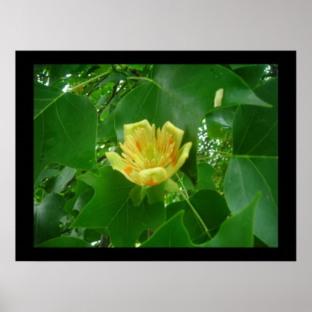 Tulip Tree Poster (Vorne)