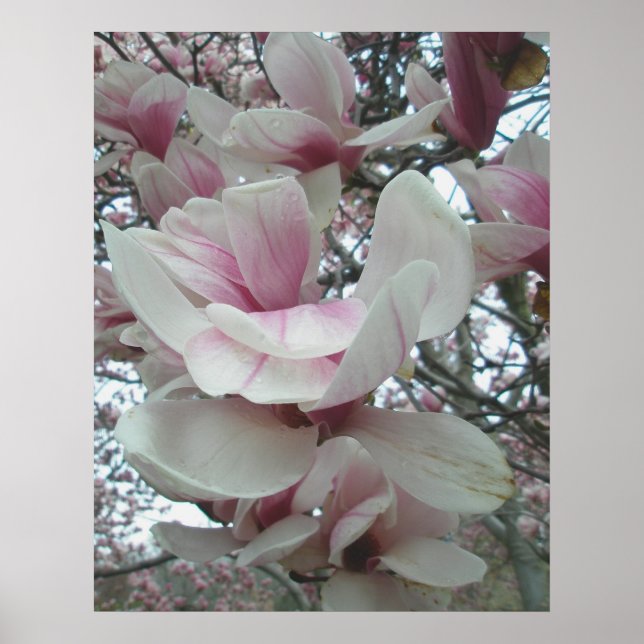 Tulip Tree Poster (Vorne)