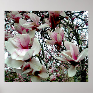 Tulip Tree Poster #2