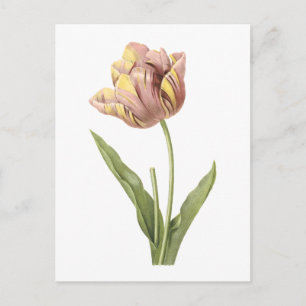 tulip(Tulipa culta) von Redouté Postkarte