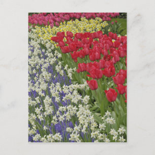 Tulip und daffodischer Garten, Keukenhof Gardens, Postkarte