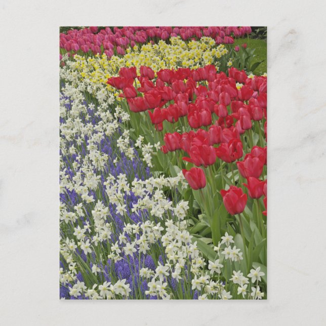 Tulip und daffodischer Garten, Keukenhof Gardens, Postkarte (Vorderseite)