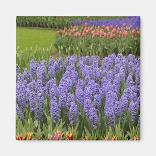 Tulip und Hyacinth Garten, Keukenhof Gardens, Magnet