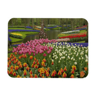 Tulip und Hyazinth Garten, Keukenhof Gardens, Magnet