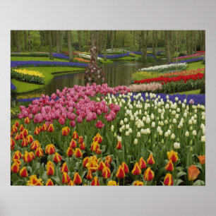 Tulip und Hyazinth Garten, Keukenhof Gardens, Poster