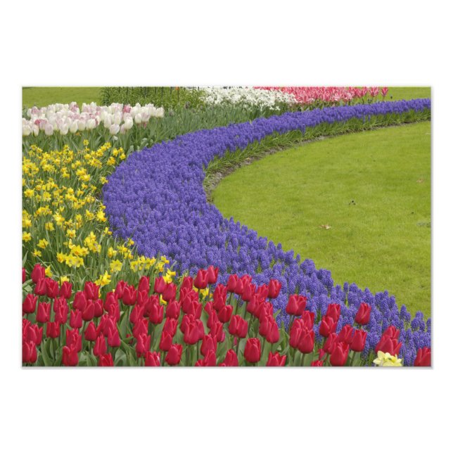 Tulip und Traubenblütengarten, Fotodruck (Vorne)
