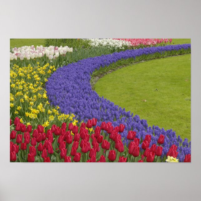 Tulip und Traubenblütengarten, Poster (Vorne)