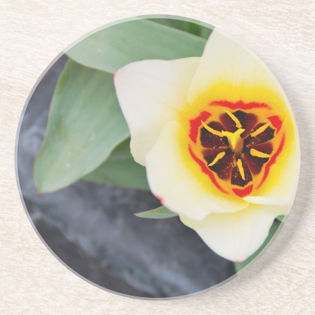 Tulip Untersetzer (Vorne)