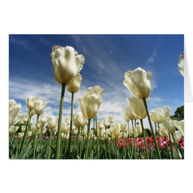 Tulip View (Vorderseite (Horizontal))