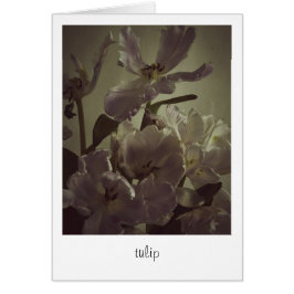 "tulip" von Heidi Rondak Fotografy