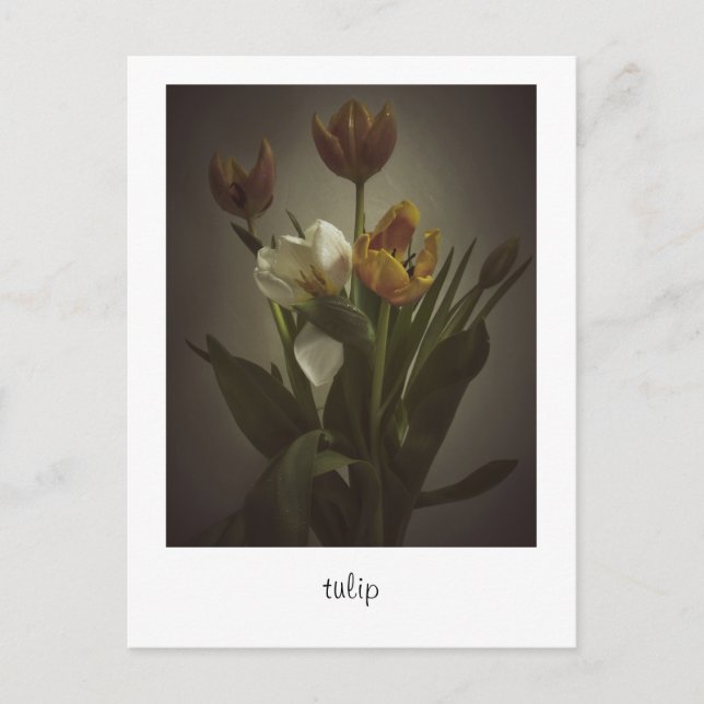 "tulip" von Heidi Rondak Fotografy Postkarte (Vorderseite)