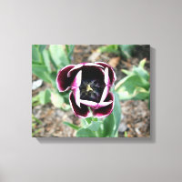 Tulip Wrapped Canvas