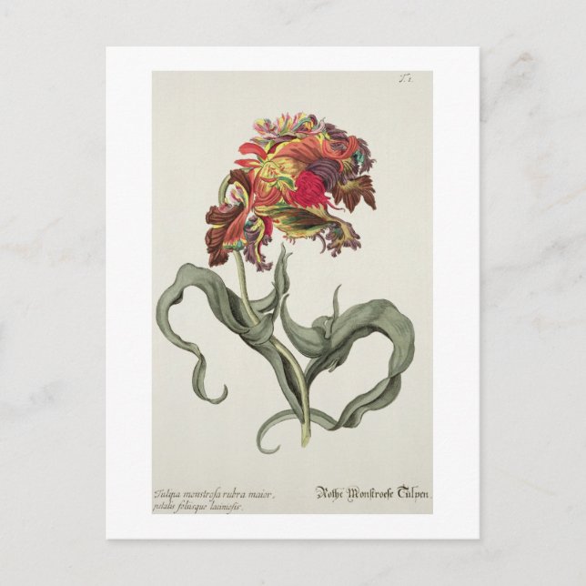 Tulipa Monstrosa Rubra Maior von "Phythanthoza Ic Postkarte (Vorderseite)