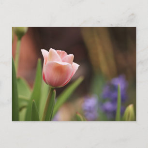 Tulipa Postkarte