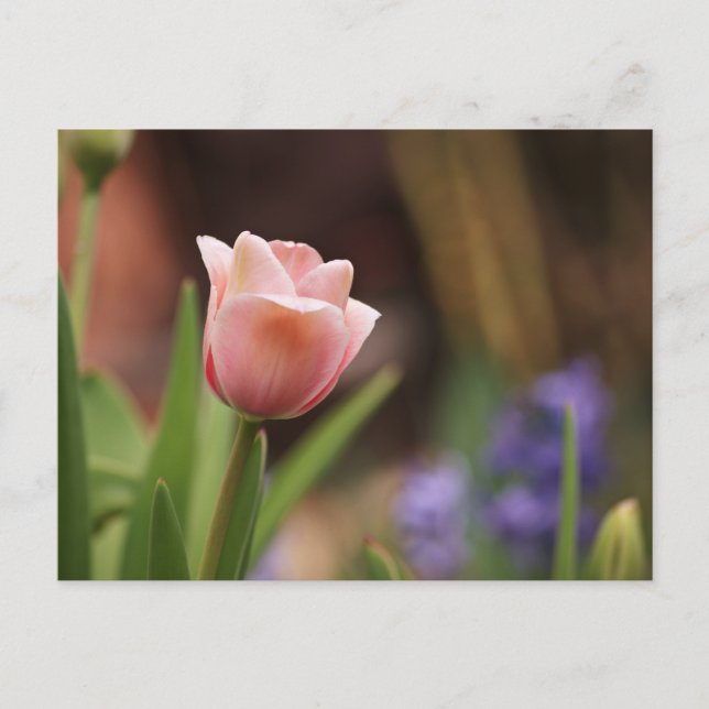 Tulipa Postkarte (Vorderseite)