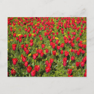 Tulipenbett Postkarte