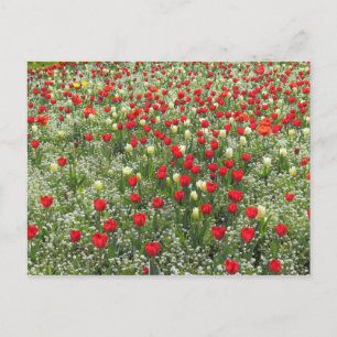 Tulipenbett Postkarte